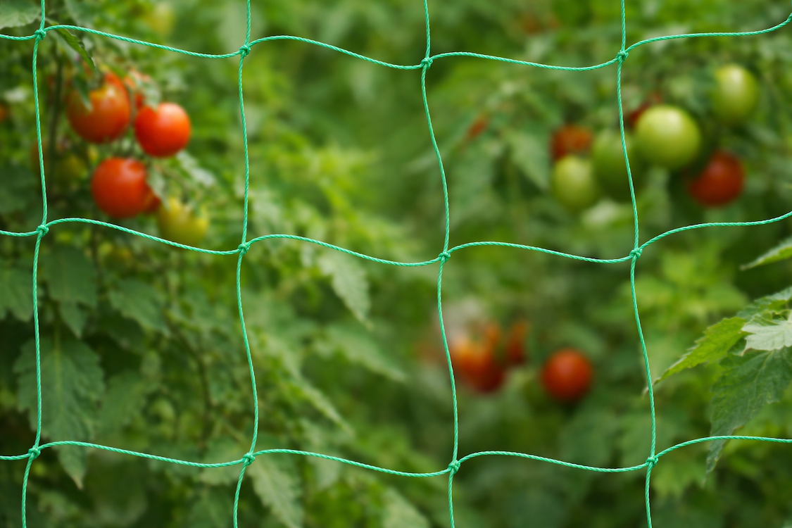 A710070_Tomatenpflanzen_Rankhilfe_Netz.png