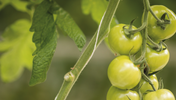 Aufleitschnüre_Tomaten.png
